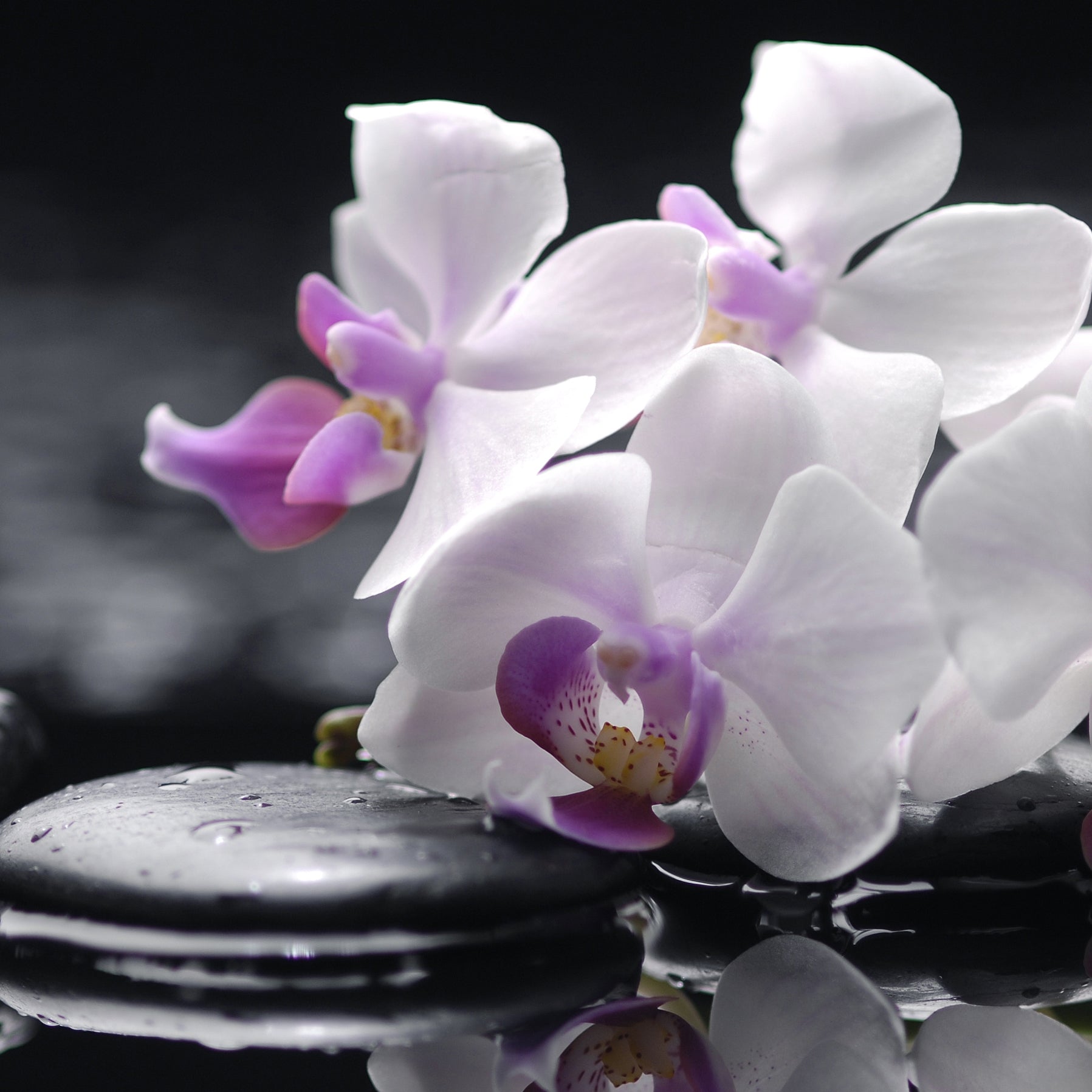 Bedrucktes Glas für Küchenverkleidungen, Modell ORCHIDEE